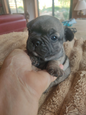 Les chiots de Bouledogue français