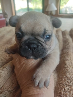 Les chiots de Bouledogue français