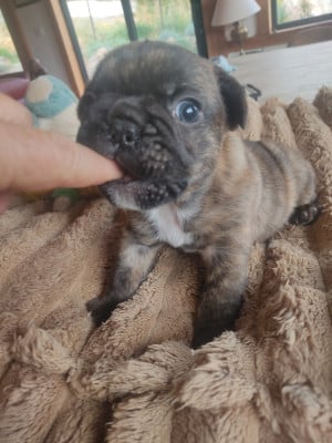 Les chiots de Bouledogue français