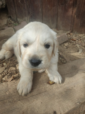 Les chiots de Golden Retriever