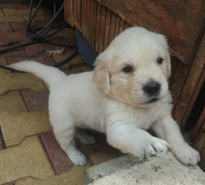 Les chiots de Golden Retriever