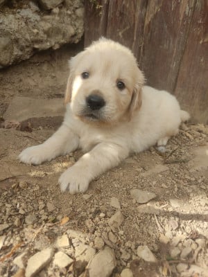 Les chiots de Golden Retriever