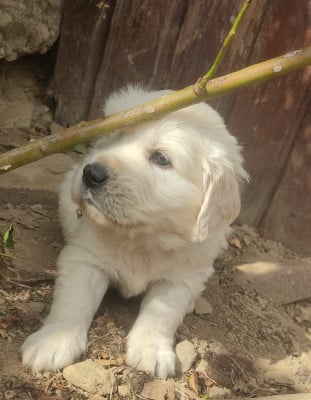 Les chiots de Golden Retriever