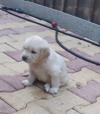 Les chiots de Golden Retriever
