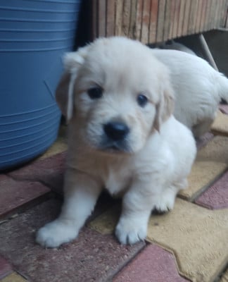 Les chiots de Golden Retriever