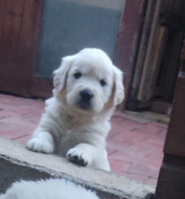 Les chiots de Golden Retriever
