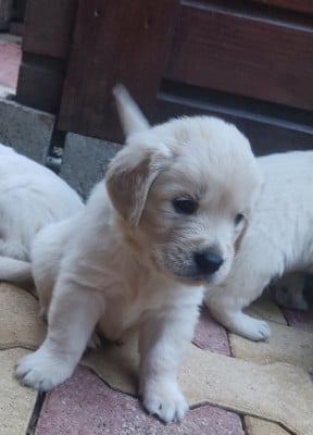 Les chiots de Golden Retriever