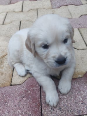 Les chiots de Golden Retriever