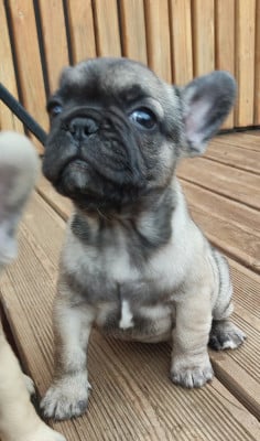 Les chiots de Bouledogue français