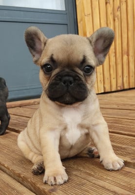 Les chiots de Bouledogue français