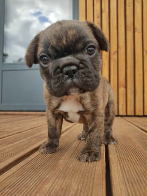 Les chiots de Bouledogue français
