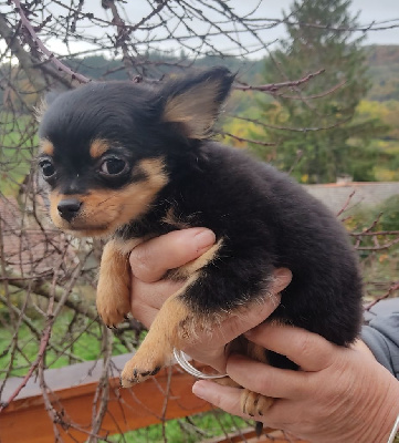 Les chiots de Chihuahua