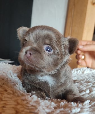 Les chiots de Chihuahua