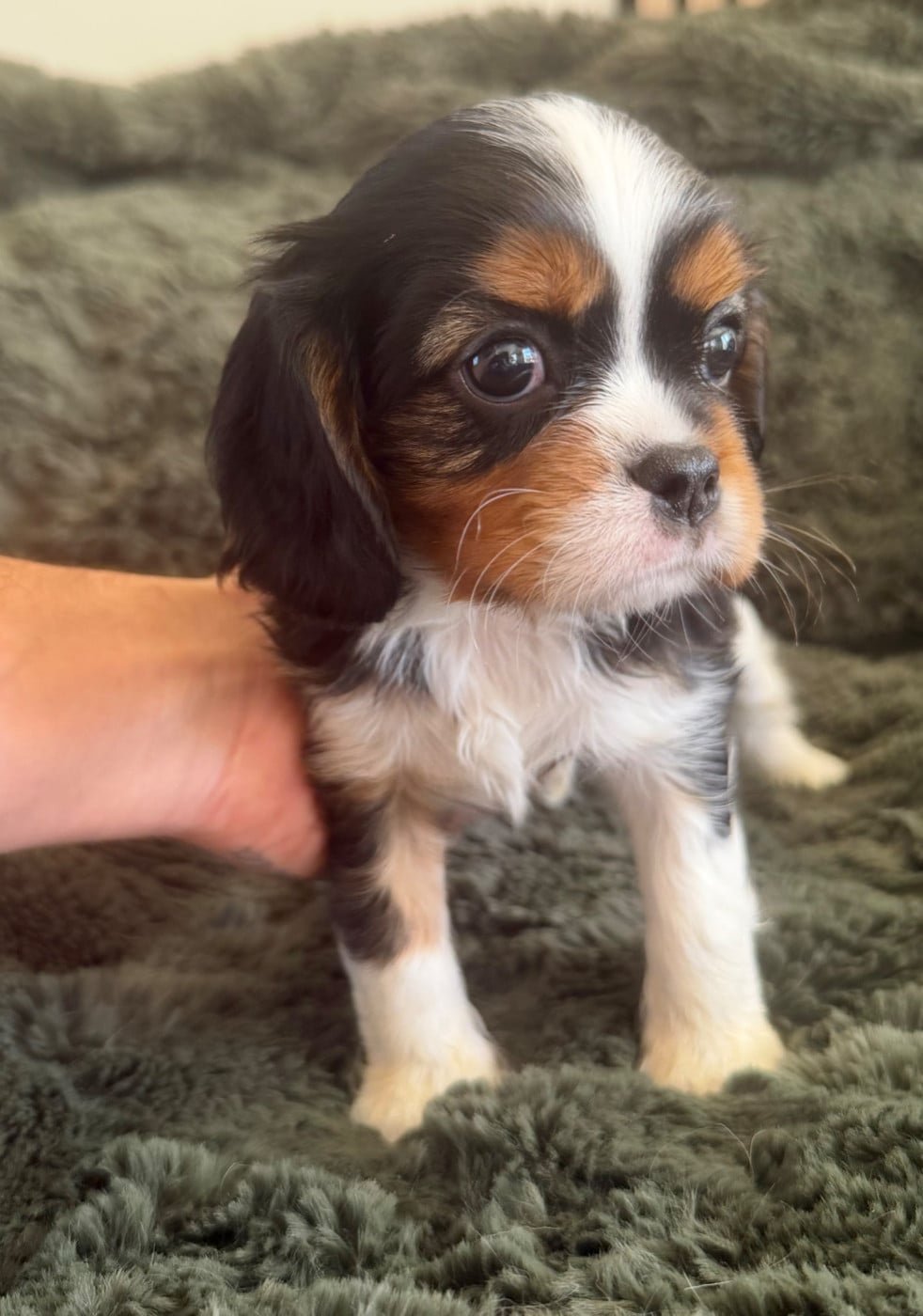 Bree - Cavalier King Charles Spaniel