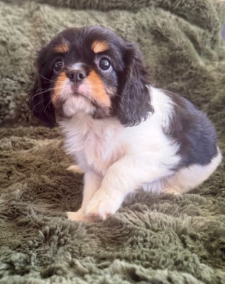 Les chiots de Cavalier King Charles Spaniel