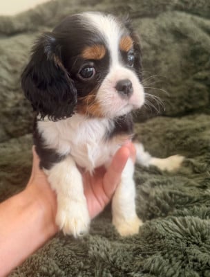 Les chiots de Cavalier King Charles Spaniel