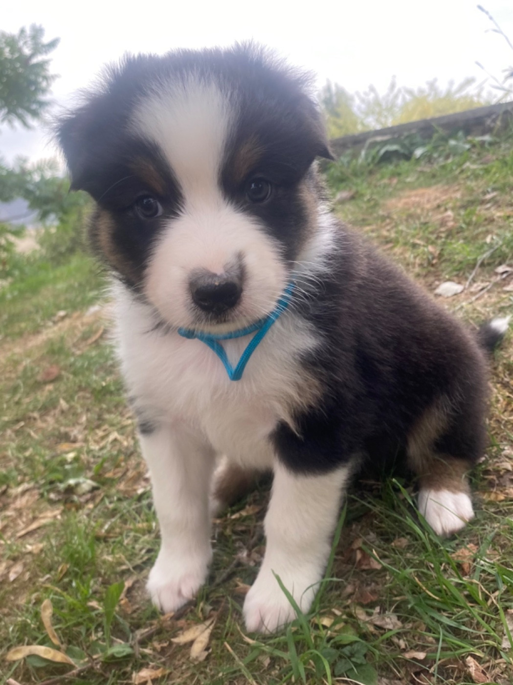 CHIOT 1