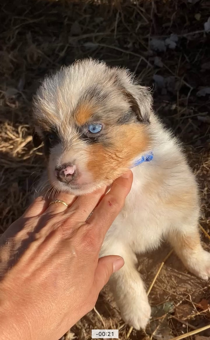 CHIOT 3