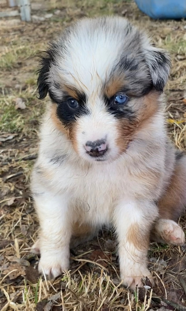 CHIOT 3