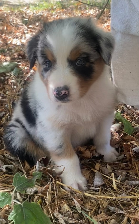 CHIOT 4