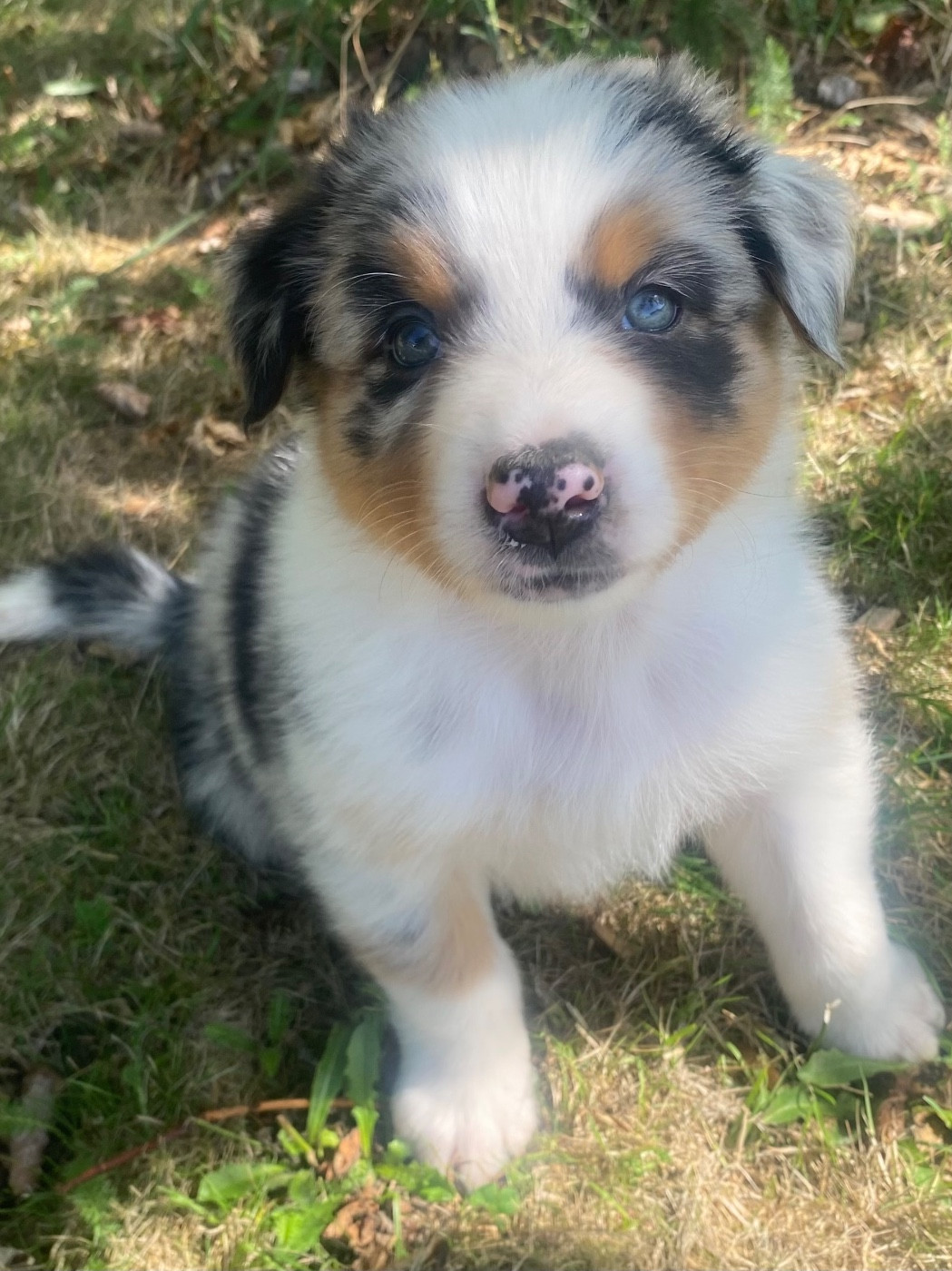 CHIOT 4