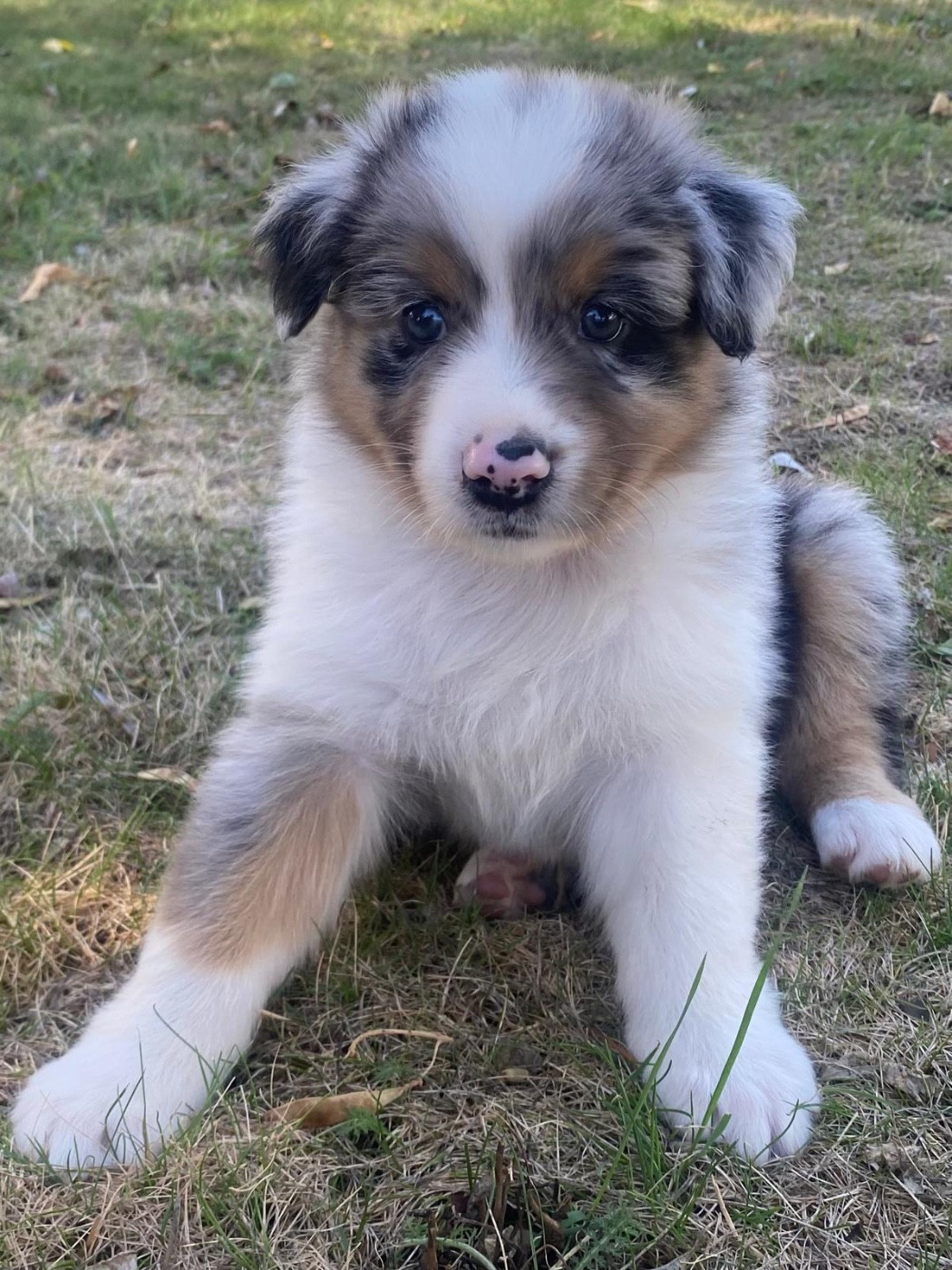 CHIOT 5