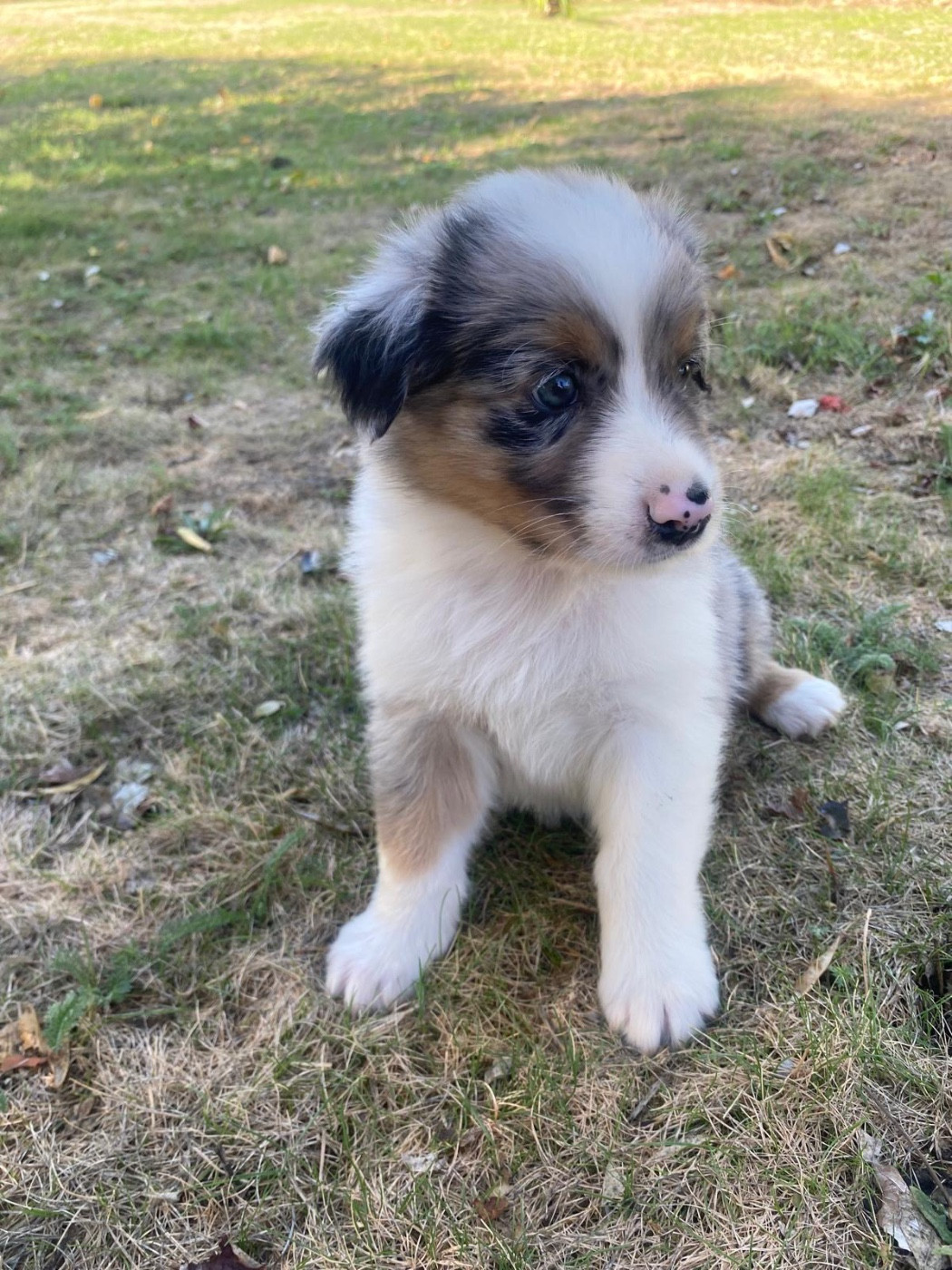CHIOT 5