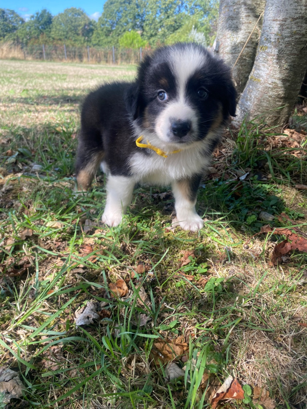 CHIOT 8