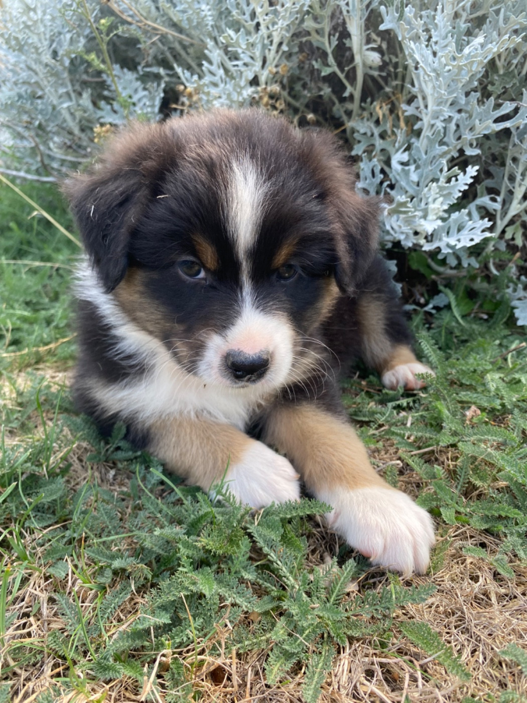 CHIOT 7