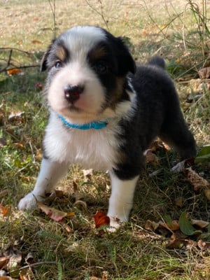 Les chiots de Berger Australien