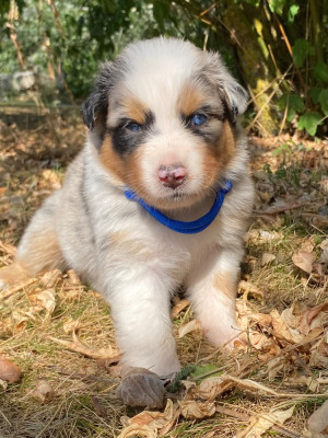 Les chiots de Berger Australien