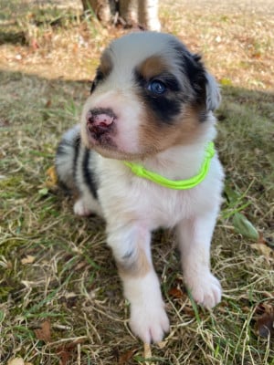 Les chiots de Berger Australien