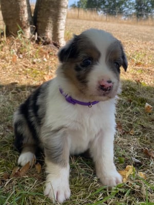 Les chiots de Berger Australien