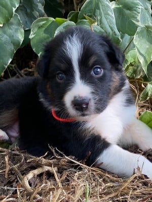 Les chiots de Berger Australien