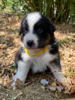 Les chiots de Berger Australien