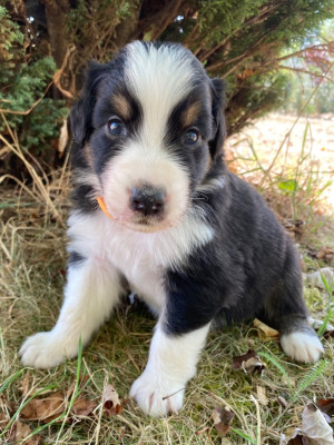 Les chiots de Berger Australien