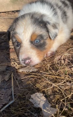 Les chiots de Berger Australien