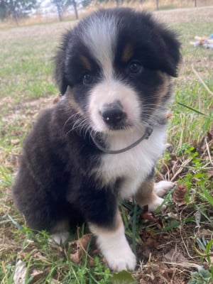 Les chiots de Berger Australien