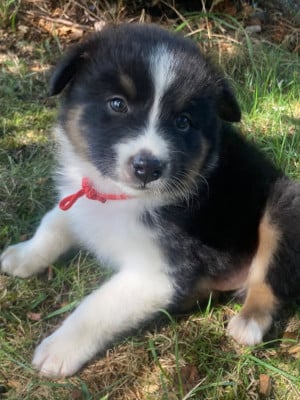 Les chiots de Berger Australien