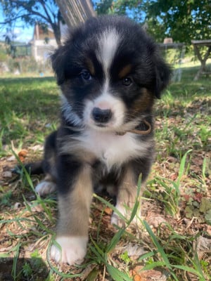 Les chiots de Berger Australien