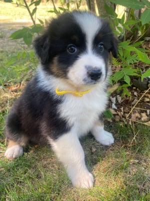 Les chiots de Berger Australien