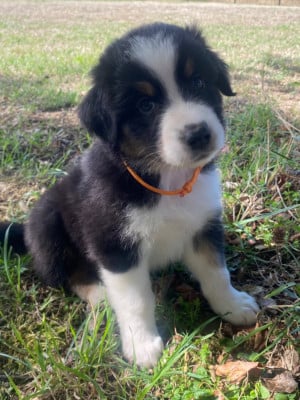 Les chiots de Berger Australien