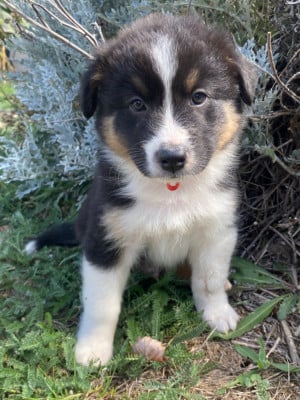 Les chiots de Berger Australien