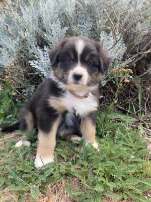 Les chiots de Berger Australien