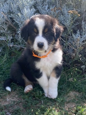 Les chiots de Berger Australien