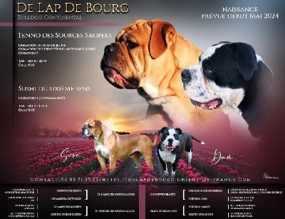 Bulldog continental - De Lap De Bourg