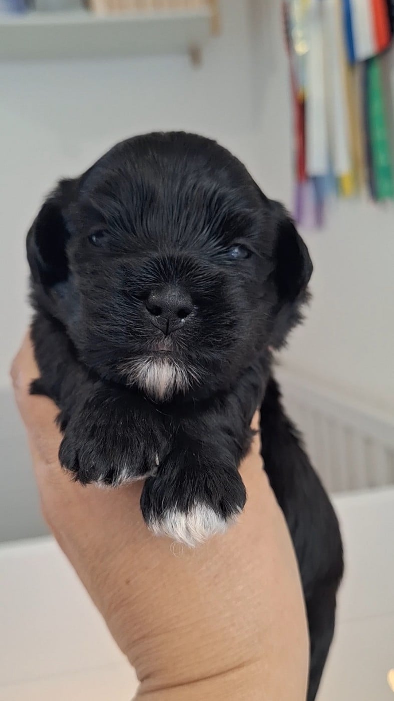 Biscuit
