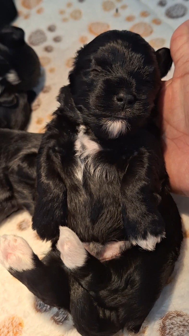 Biscuit