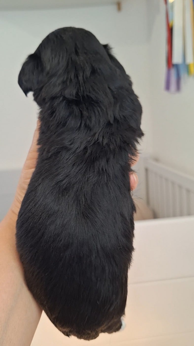 Biscuit