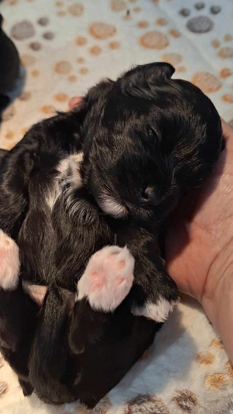 Biscuit